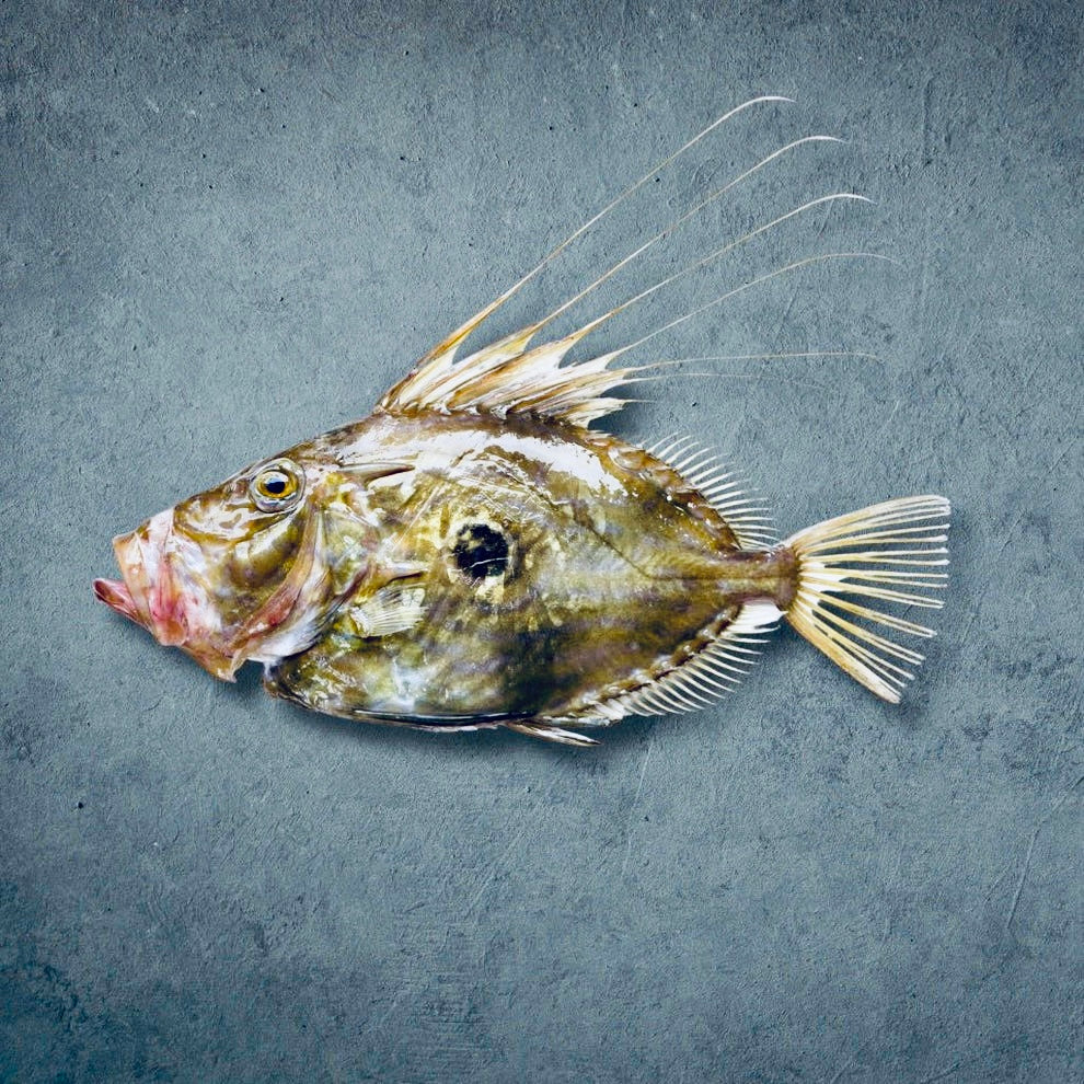 Sanktpetersfisk (John Dory) i myntasås | ABC+